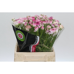 Ranunculus Elegance Cappucino Pink