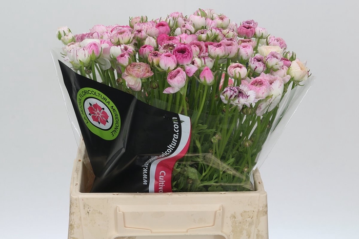 <h4>Ranunculus Elegance Cappucino Pink</h4>