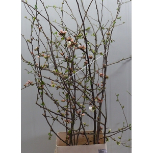 CHAENOMELES APPLE BLOSSOM 140CM