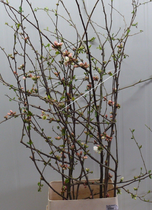 <h4>CHAENOMELES APPLE BLOSSOM 120CM</h4>