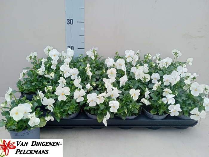 <h4>VIO CO TW WHITE+ EYE</h4>