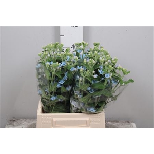 Oxy Co Tan Pure Blu