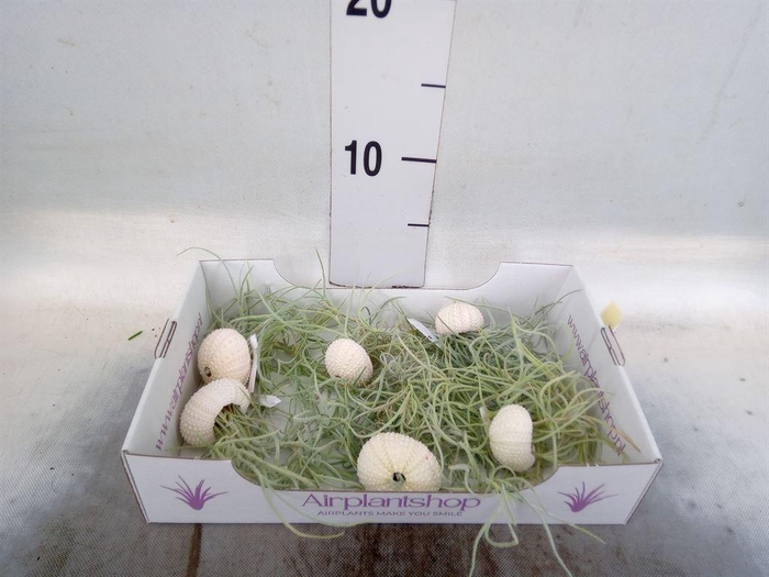 <h4>Arr.  Tillandsia L%</h4>