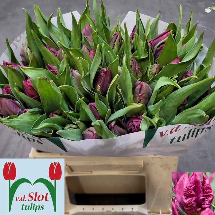 <h4>TU PA PARROT PRINCE</h4>