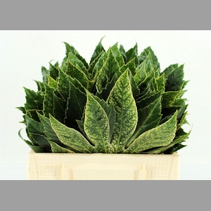 Aralia Spider 35cm