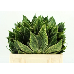 Aralia Bicolor