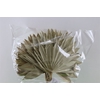 Dried Palm Sun 6pc Natural Bunch