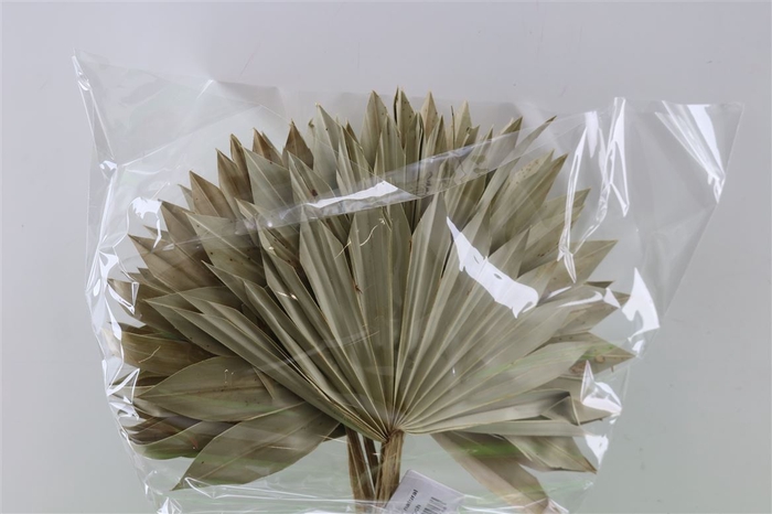 Dried Palm Sun 6pc Natural Bunch