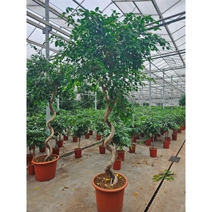 Ficus Exotica