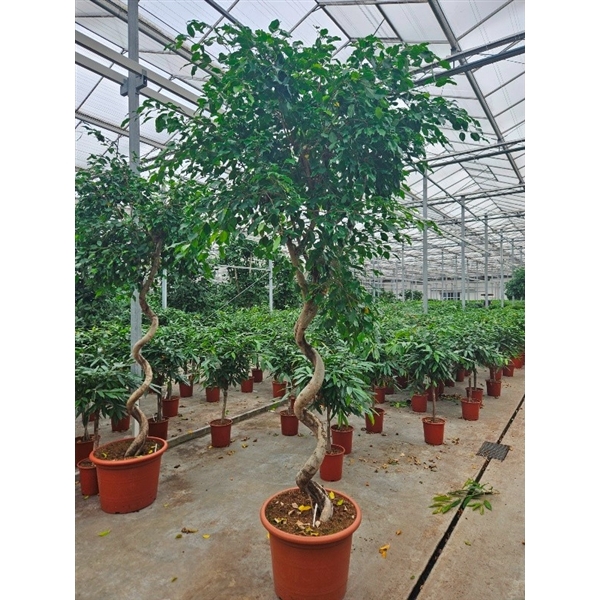 <h4>Ficus Exotica</h4>