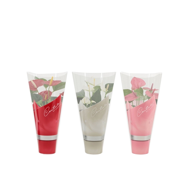 <h4>Anthurium 3 color mix in Couture sleeve</h4>