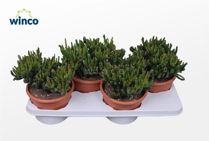 <h4>Crassula Hobbit</h4>