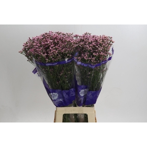 Limonium Pink Activa