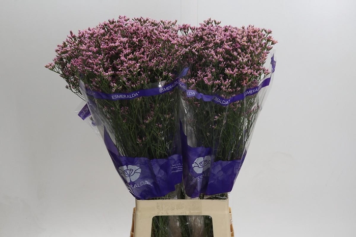 <h4>Limonium Pink Activa</h4>