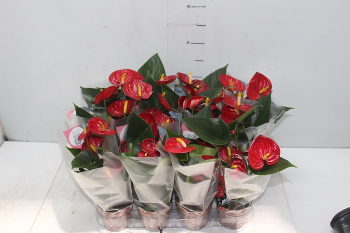 <h4>ANTHURIUM RED SUCCESS P09</h4>