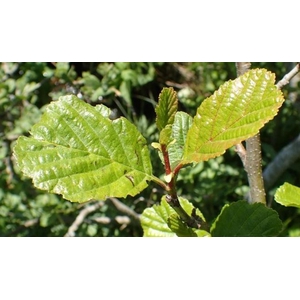 Alnus glutinosa