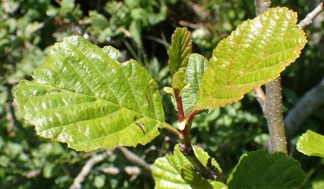 <h4>Alnus glutinosa</h4>