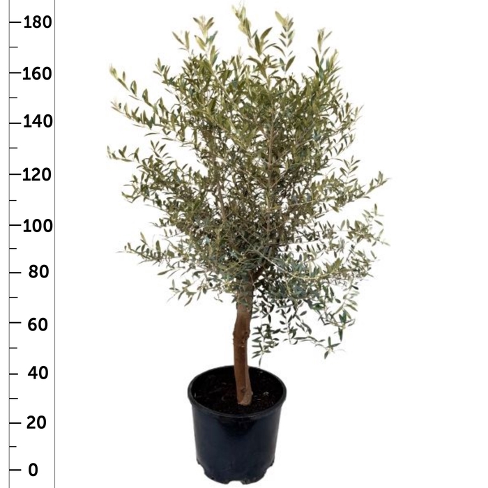 <h4>OLEA EUROPAEA</h4>