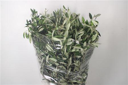 <h4>Olijf Per Bunch 400 Gram</h4>