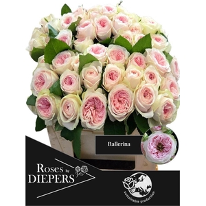 R TR BALLERI SUMMERH