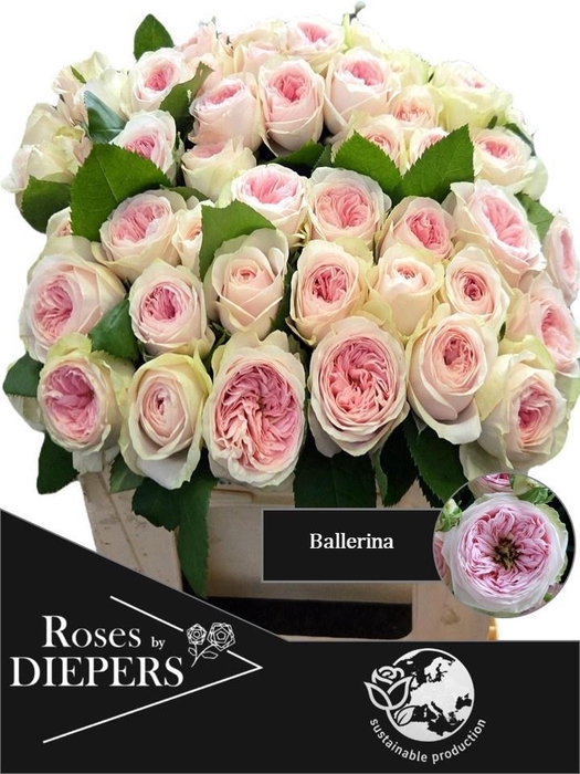 <h4>R TR BALLERI SUMMERH</h4>