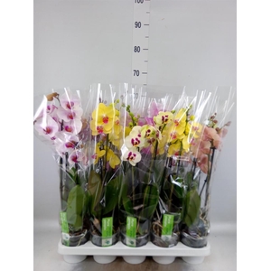 Phalaenopsis ...mix 8