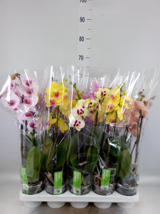 <h4>Phalaenopsis ...mix 8</h4>