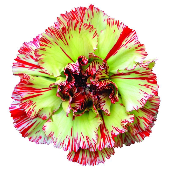Dianthus St Lady Midori