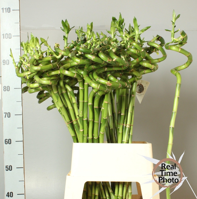 <h4>DRAC LUCKY BAMBOO</h4>