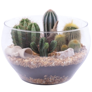 Yearround Arr. Cactus Glass Bowl Rounded Ø25cm 4PP