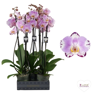 Phalaenopsis Art Nouveau - 2 tak 70cm
