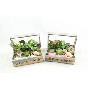 2431 RO/WIT BOLLENKIST