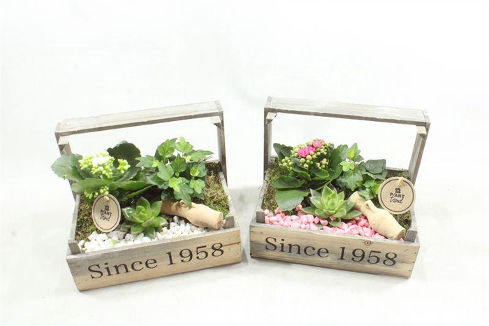 <h4>6445 BOLLENKIST RO/WI</h4>