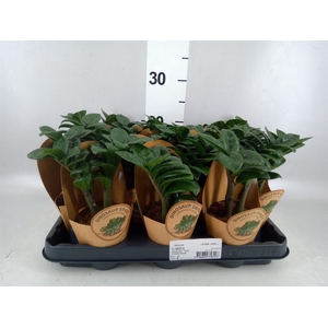 Zamioculcas zamiifolia 'Zenzi'