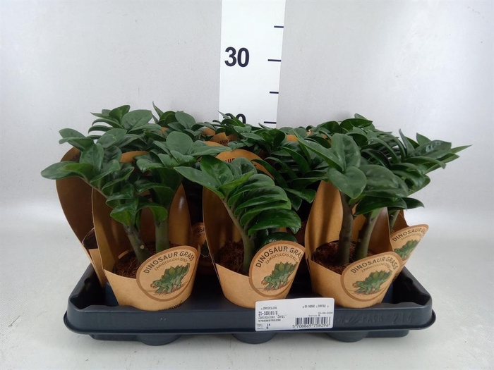 <h4>Zamioculcas zamiifolia 'Zenzi'</h4>