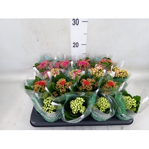 Kalanchoe blos. 'Rosalina'  ..mix 5