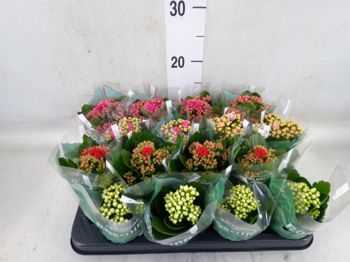 <h4>Kalanchoe blos. 'Rosalina'  ..mix 5</h4>