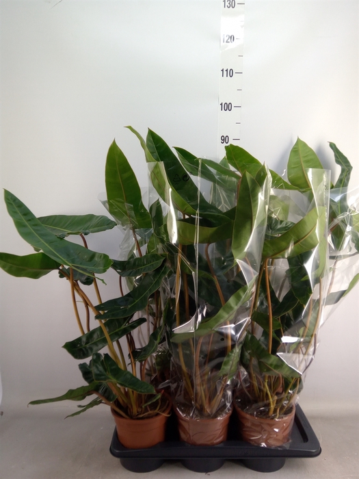 <h4>Philodendron   ...</h4>