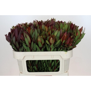 Leucadendron Saf Sunset Dark R.