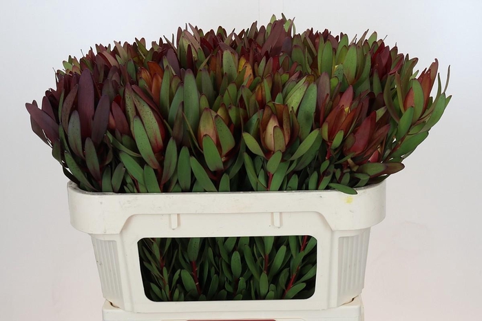 <h4>Leucadendron Saf Sunset Dark R.</h4>