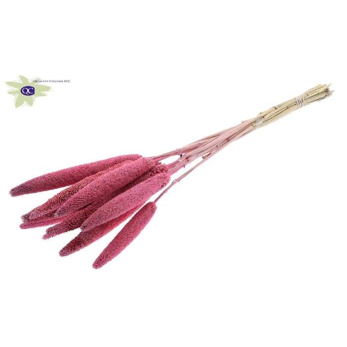 <h4>Babala on natural stem Pink</h4>