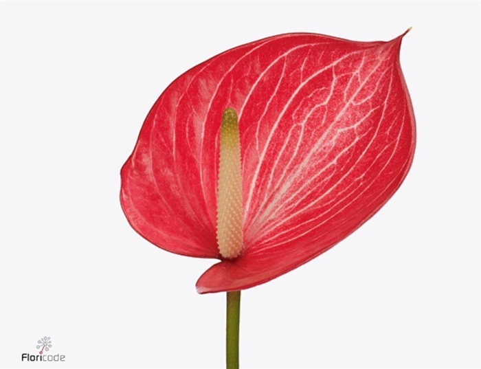 <h4>Anth A Caldonia</h4>