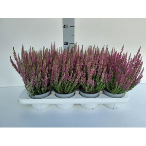 Calluna vulg. 'Beauty L Linda'