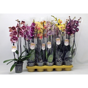 PHAL GEM