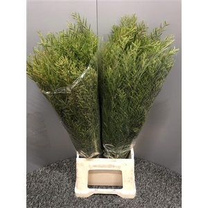 Acacia Howittii Clair De Lune