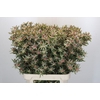 Leucadendron Ayoba Star Pearl