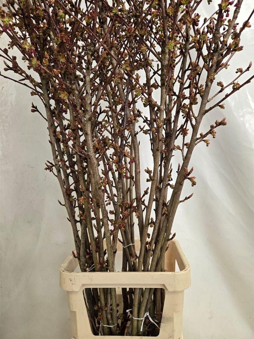 Prunus Serrulata P Stem