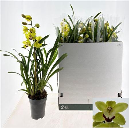 <h4>Cymb Overig 1 Branche</h4>