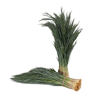 Xerophyllum tenax Beargrass per bos