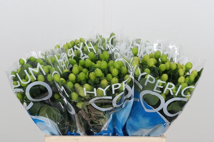 <h4>Hyp Coco Bamboo</h4>